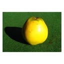 Quitte 'Bereczki' (Cydonia oblonga) – winterharter Obstbaum, als Busch, im 10-L-Container