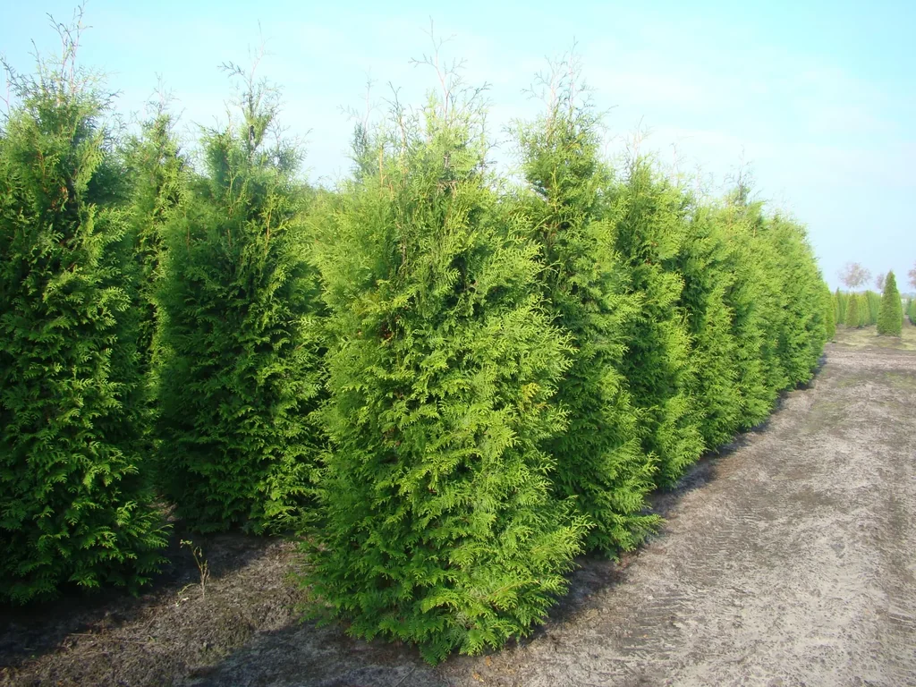 Lebensbaum Brabant - Thuja occidentalis - 7.5 L Topf 80-100 cm