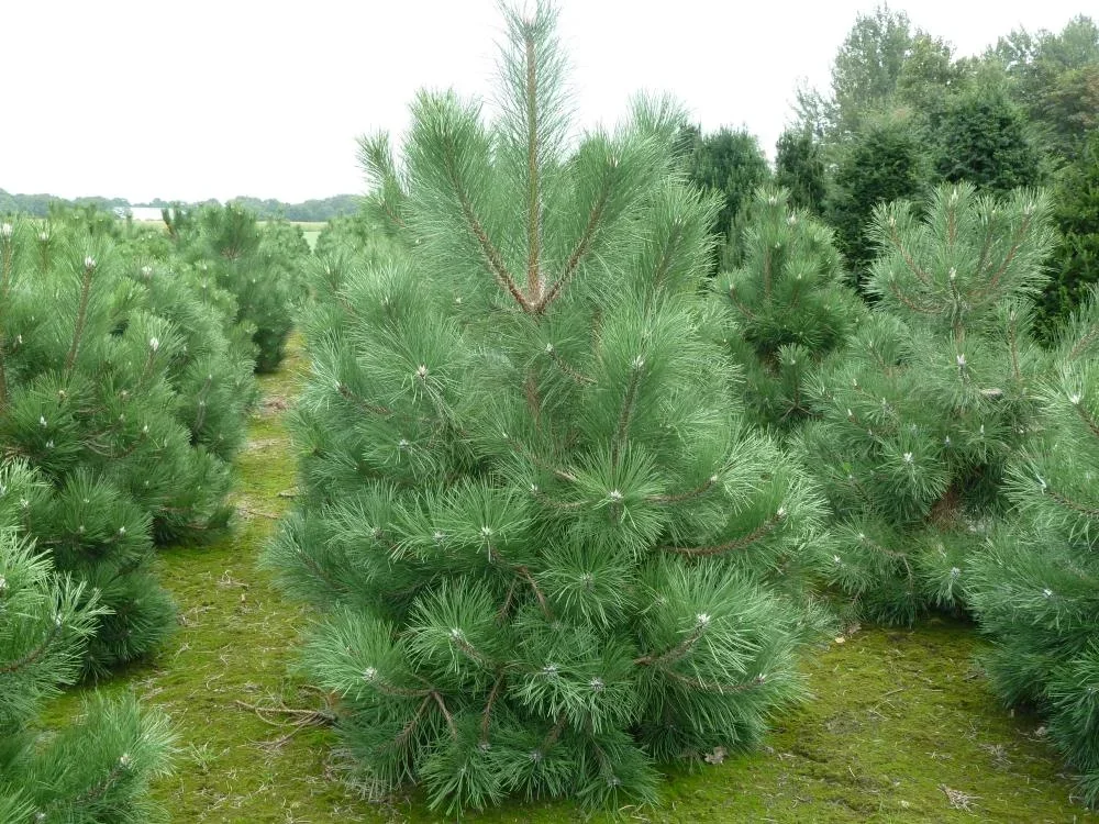 Schwarzkiefer Pinus nigra ssp.nigra - Solitär mit Ballen 125-150 cm