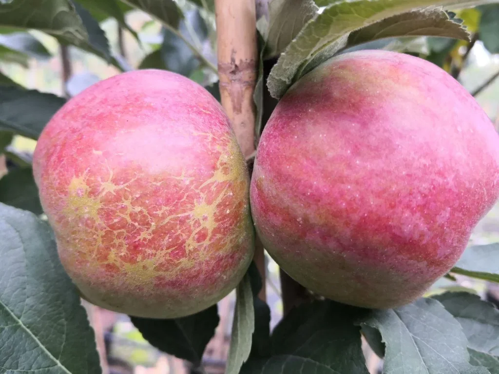 Apfel "Idared + Dülmener" 2 Sorten auf einem Stamm, im 10L-Container