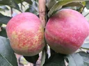 Apfel "Idared + Dülmener" 2 Sorten auf einem Stamm, im 10L-Container