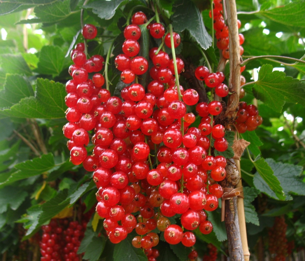 Johannisbeere rot "Rovada" Hochstamm, im 4L-Container