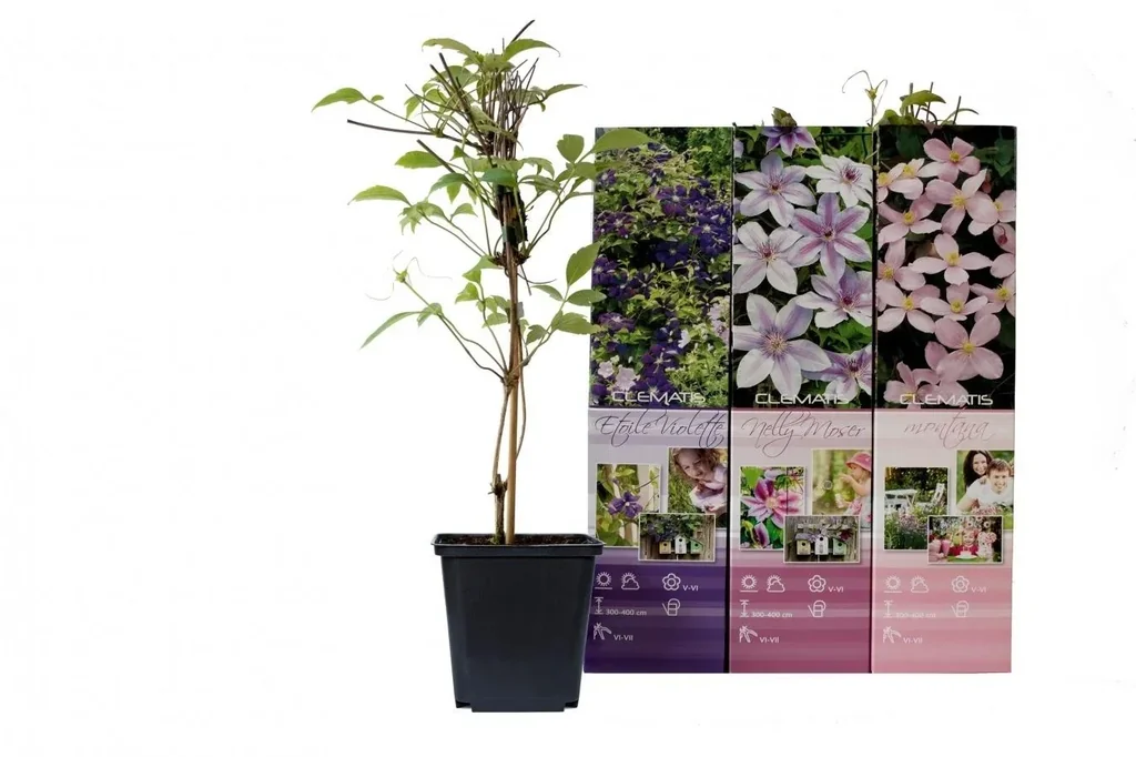 Waldrebe 3er-Set (Clematis) – winterharte Kletterpflanze, Höhe ca. 30–40 cm