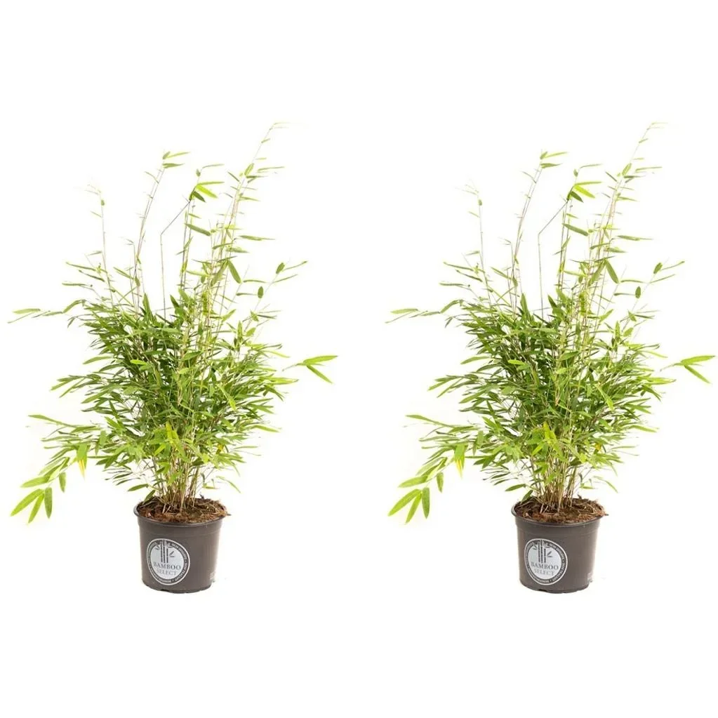Flower-up Bamboo "Nicht verrottend" Medium - Fargesia - 40-60Cm - 2 Stück