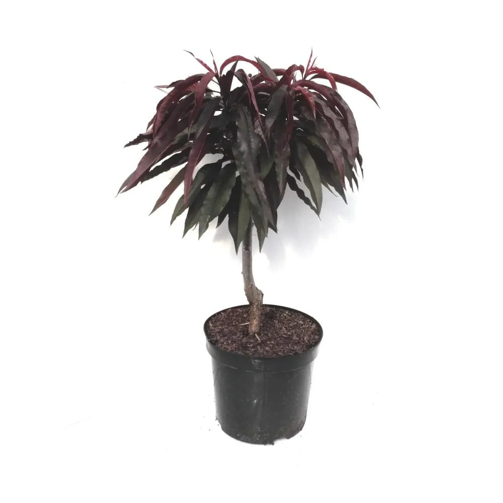 Zwergpfirsich "Crimson´Rotlaub", 7,5L-Container, köstliche, dunkelrote Früchte