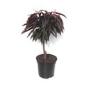 Zwergpfirsich "Crimson´Rotlaub", 7,5L-Container, köstliche, dunkelrote Früchte