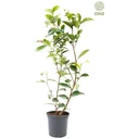 Aufblühende Kamelie XL Strauch 'Japan