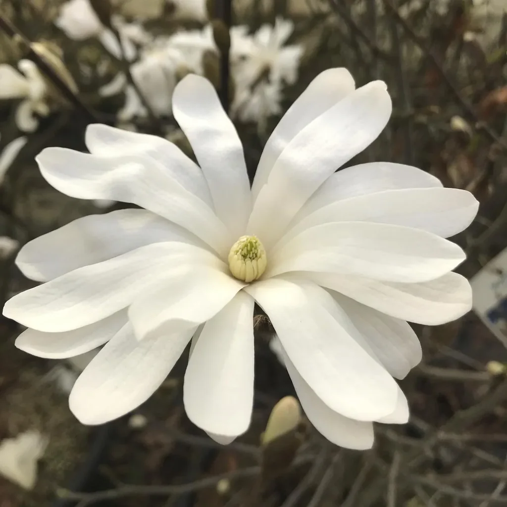 Sternmagnolie Magnolia stellata - Solitär mit Ballen 100-125 cm