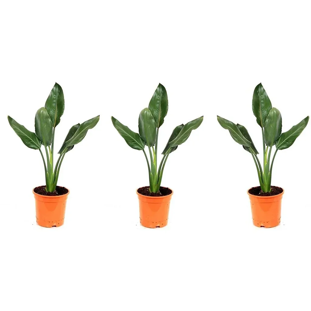 Flower-up Exotische Paradiesvogelpflanze - Strelitzia reginae - 3 Stück - 25-38cm - für drinnen und draußen