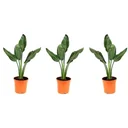 Flower-up Exotische Paradiesvogelpflanze - Strelitzia reginae - 3 Stück - 25-38cm - für drinnen und draußen