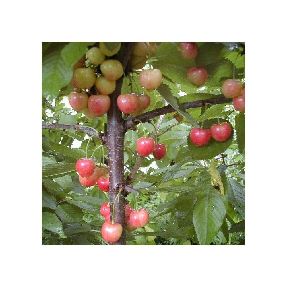 Süßkirsche 'Große Prinzessinkirsche' (Prunus avium) – winterhartes Obstgehölz, als Busch, im 10-L-Container
