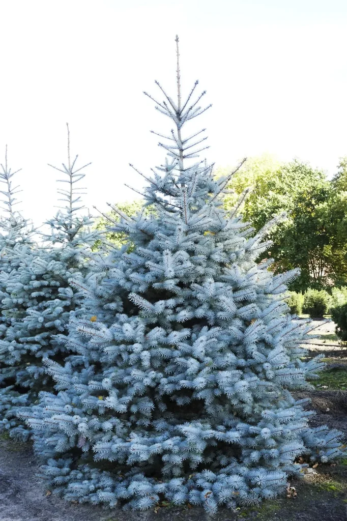 Ediths Blaufichte Picea pungens Edith - Solitär mit Ballen 125-150 cm