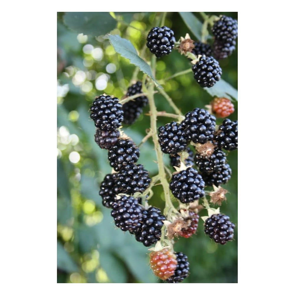 Brombeere 'Theodor Reimerrs' (Rubus fruticosus) – winterharte Beerenobst-Pflanze, im 3,5-L-Container