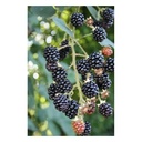 Brombeere "Theodor Reimerrs", 3,5L-Conatiner