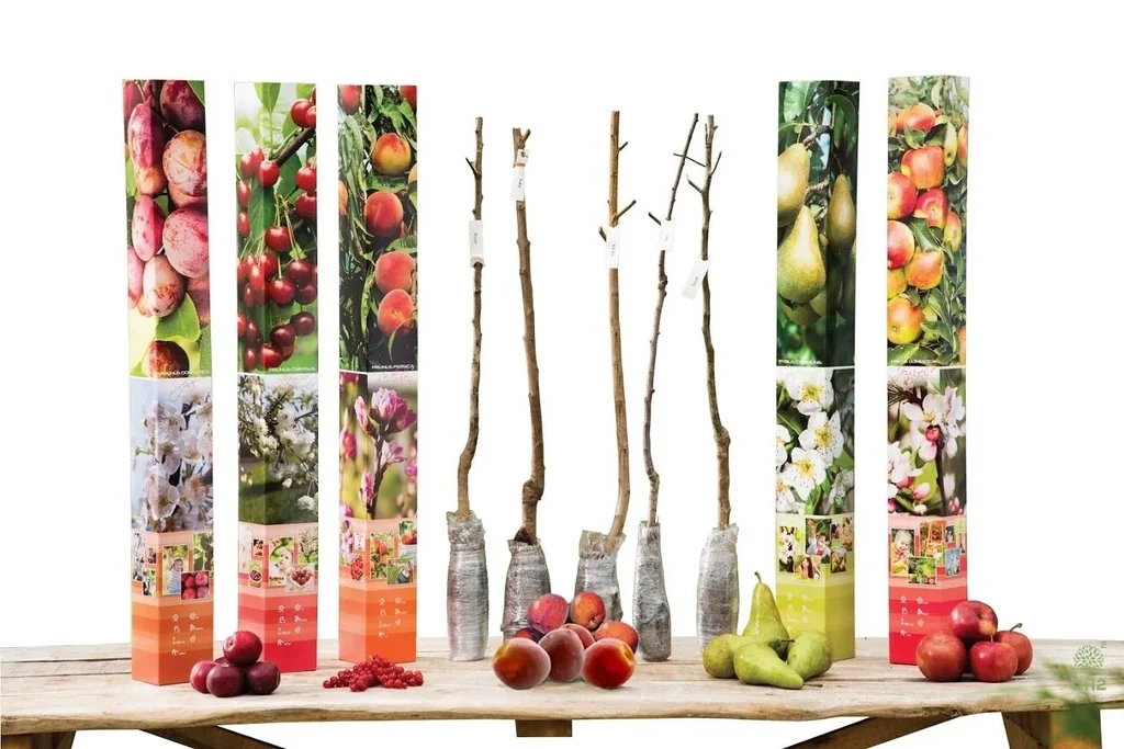 Flower-up Set mit 5 Obstbäumen 90 - 100 cm