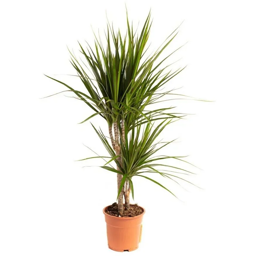 Aufblühender Drachenbaum - Dracaena Marginata - Groß - 75-80Cm - 1 Stück