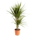 Aufblühender Drachenbaum - Dracaena Marginata - Groß - 75-80Cm - 1 Stück