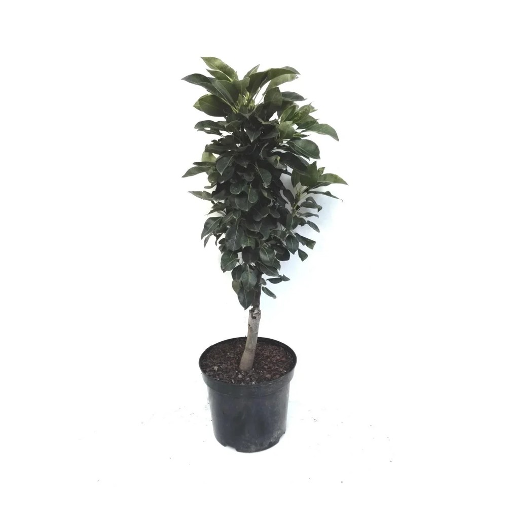 Zwergbirne "Luisa", 7,5L.Container, saftiges, weißes Fruchtfleisch