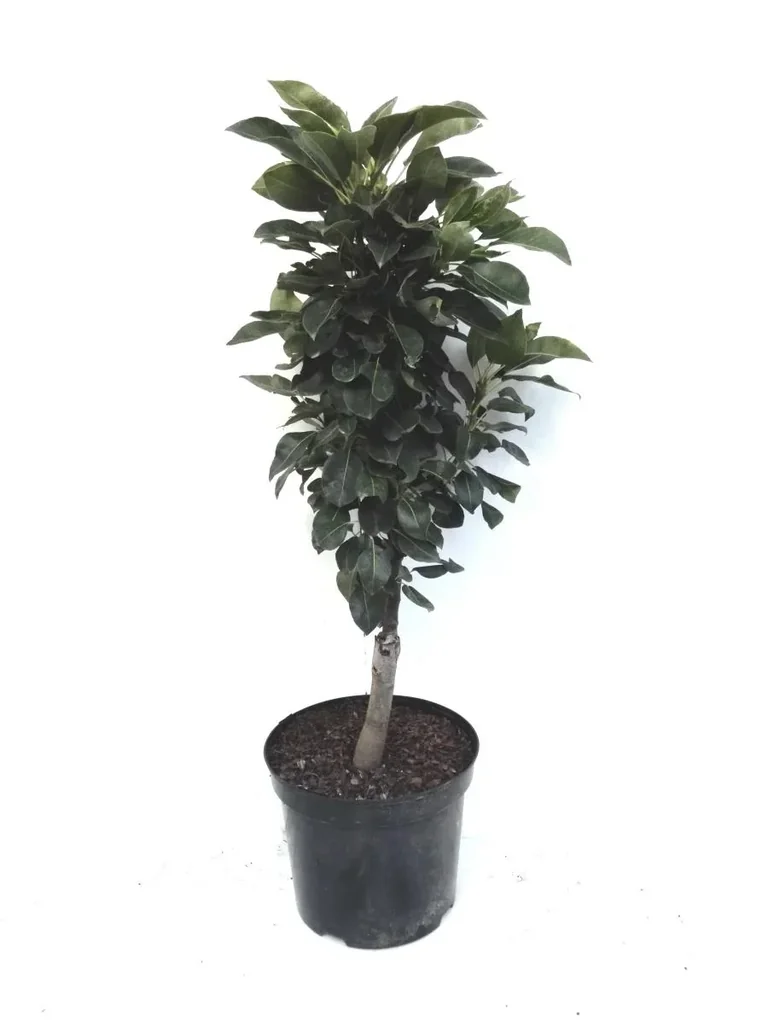 Zwergbirne "Luisa", 7,5L.Container, saftiges, weißes Fruchtfleisch