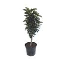 Zwergbirne "Luisa", 7,5L.Container, saftiges, weißes Fruchtfleisch