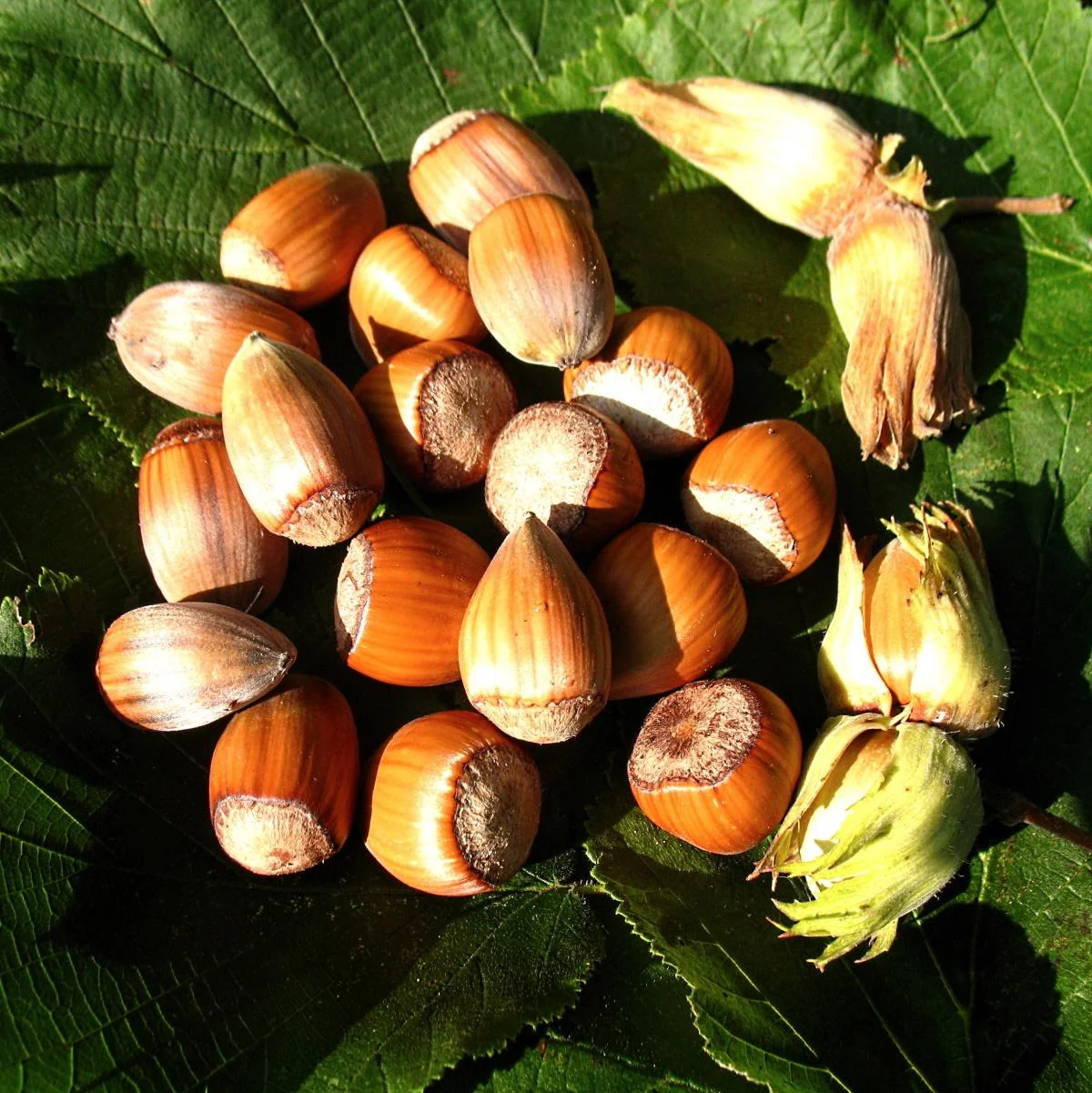 Haselnuss "Nottingham Fruchtbare", 7,5L-Container