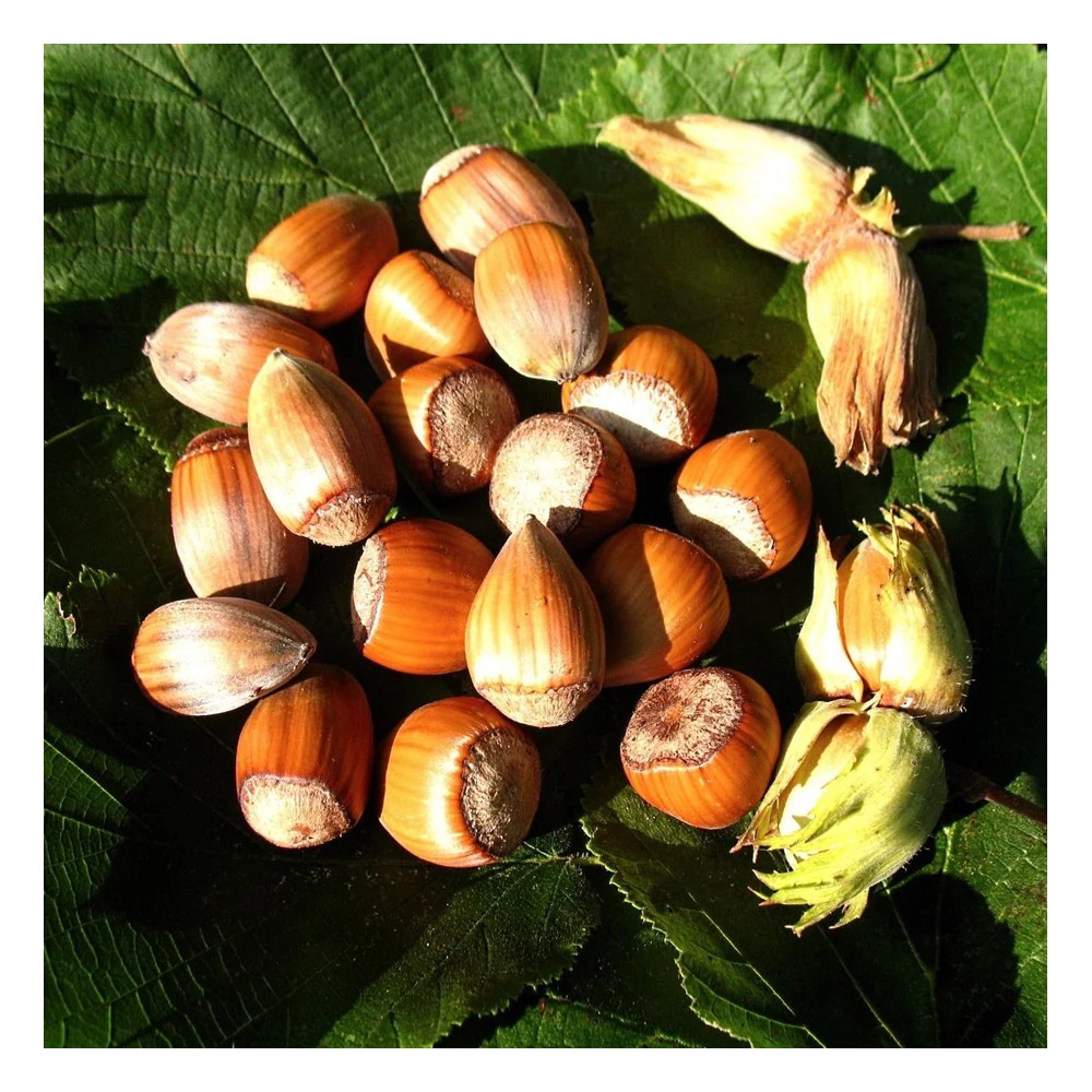 Haselnuss 'Nottingham Fruchtbare' (Corylus avellana) – winterharter Zierstrauch, im 7,5-L-Container
