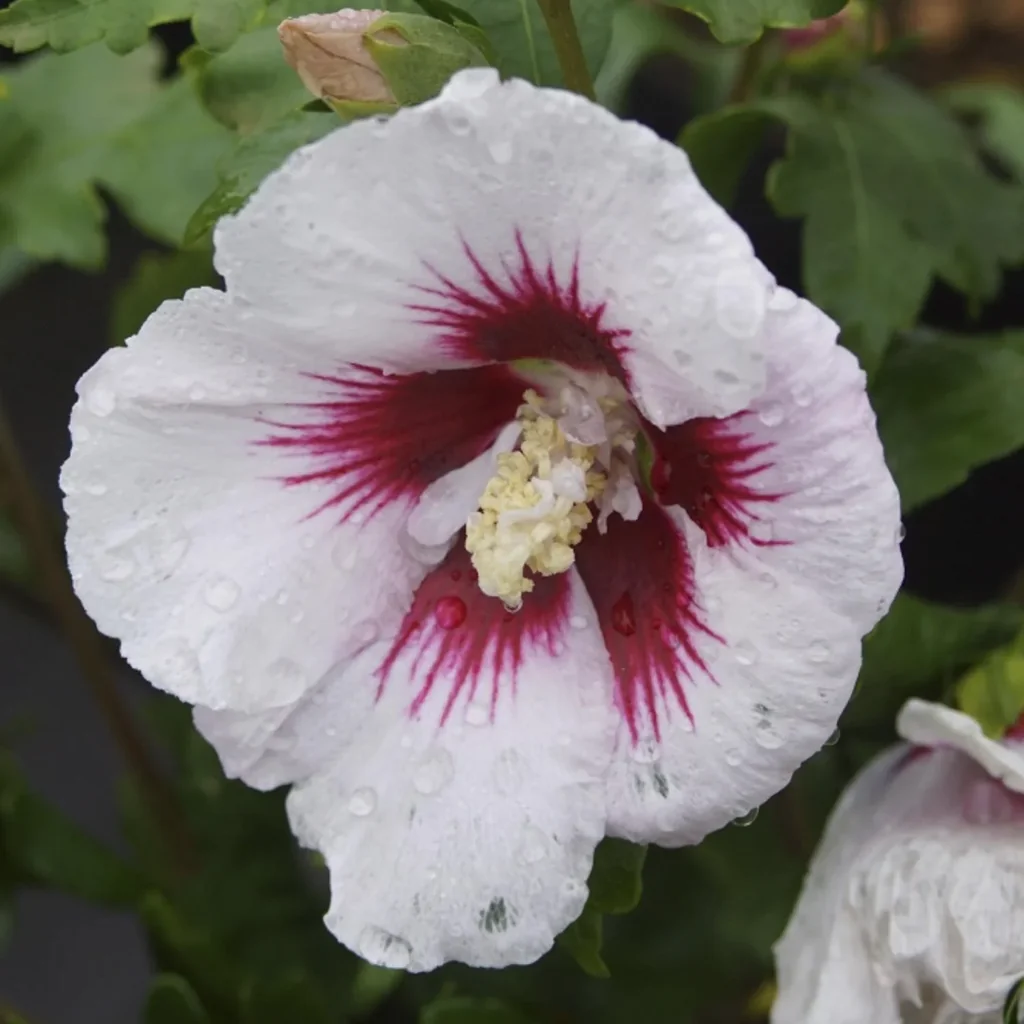 Garteneibisch Red Heart - Hibiscus syriacus - 7.5 L Topf 70-80 cm