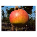 Apfel "Rewena" Busch, im 10L-Container