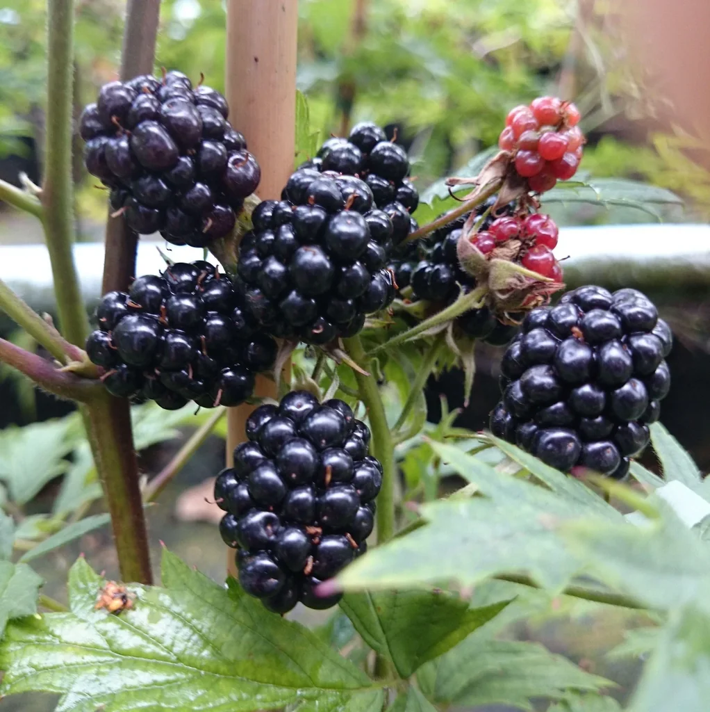 Brombeere "Thornless Evergreen" 3,5L-Container