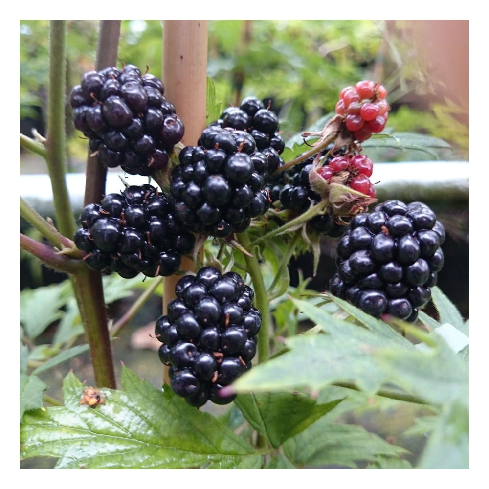 Brombeere "Thornless Evergreen" 3,5L-Container