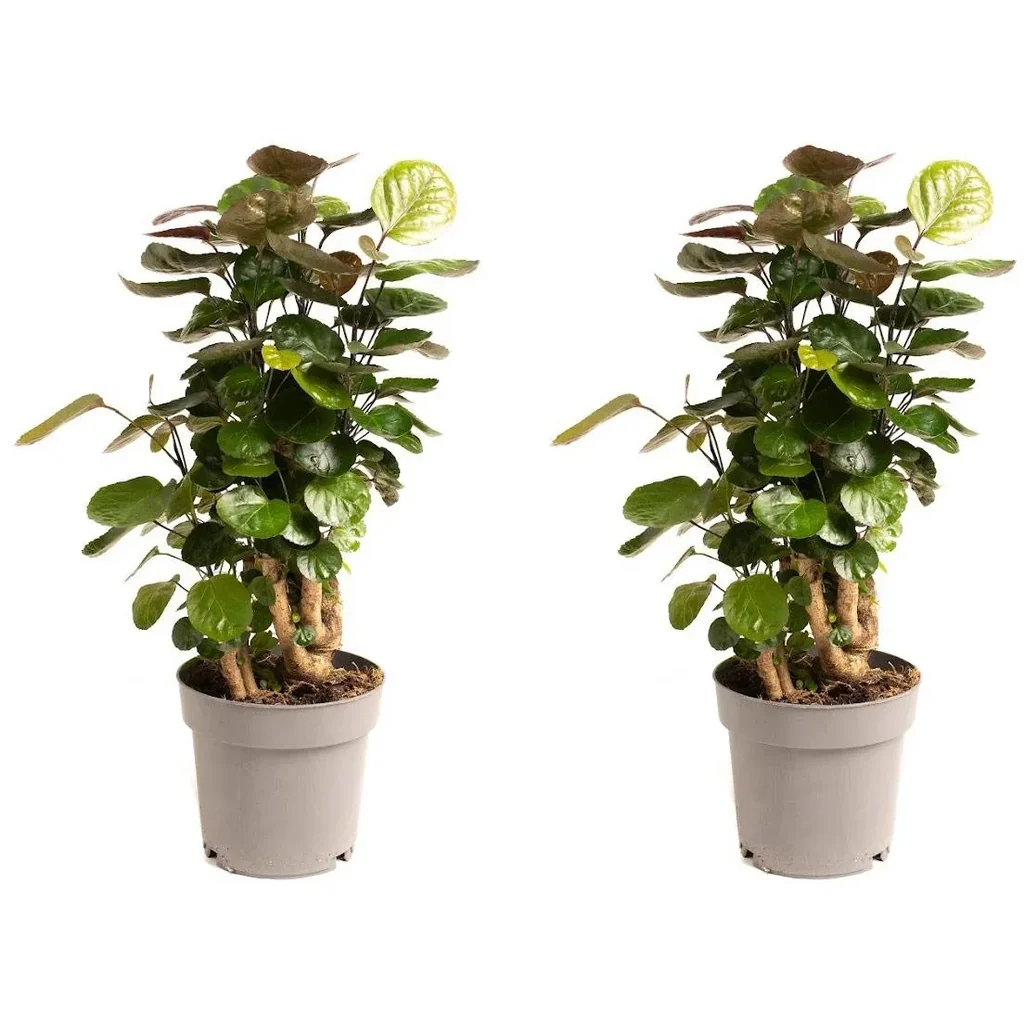 Aufblühende Aralie - Polyscias Fabian - Groß - 55-65Cm - 2 Stück