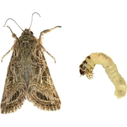 Green Protect Tailor Mottenfalle / Mottenfalle / Mottenbox