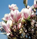 Tulpenmagnolie Magnolia soulangiana - 5 L Topf 60-80 cm