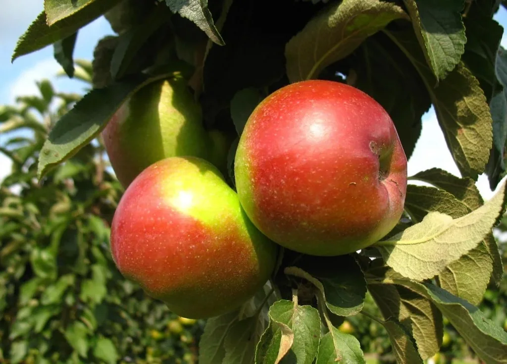 Säulenapfel "Red River", 7,5L-Container, Frucht groß, saftig, mit feiner Säure und würzigem Aroma