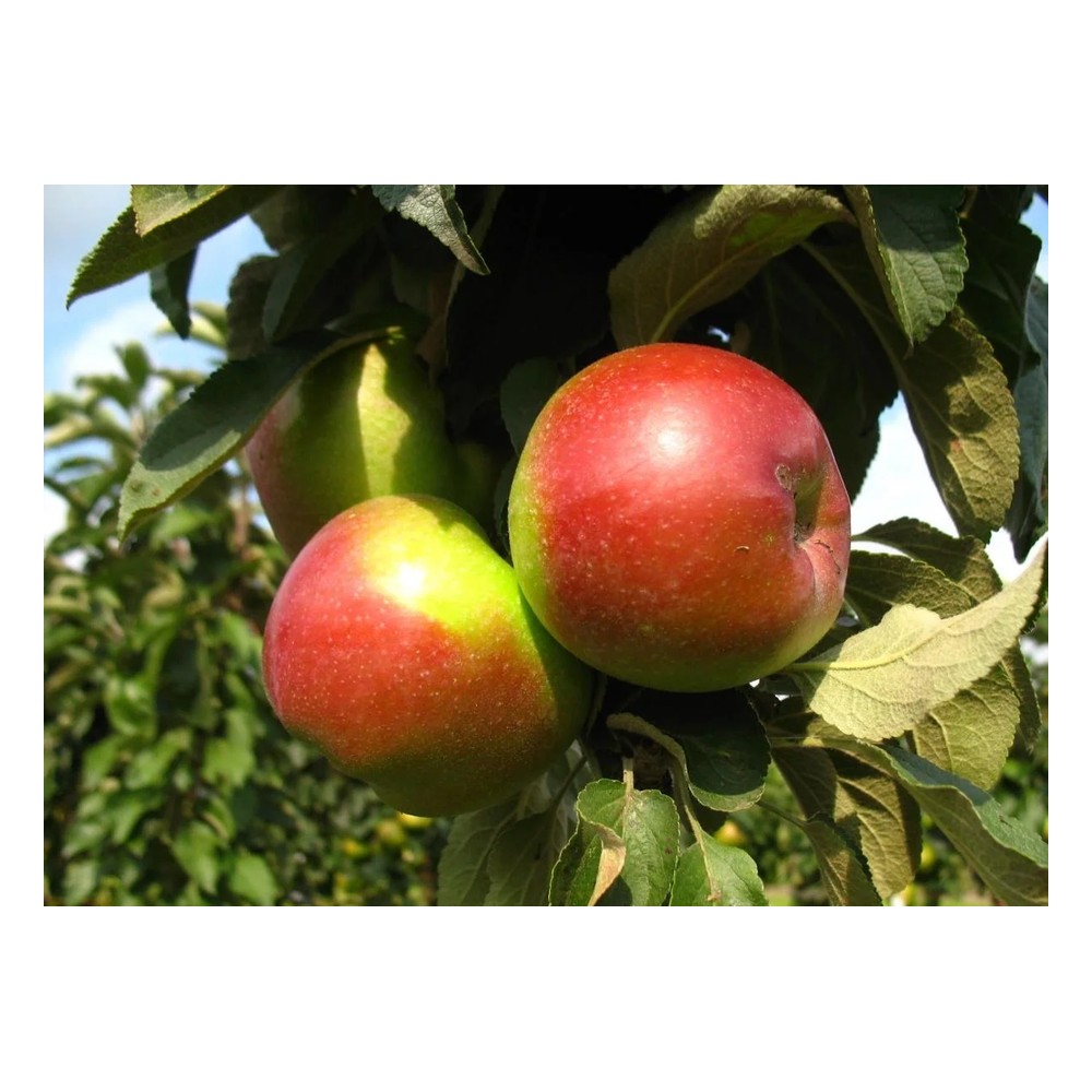 Säulenapfel "Red River", 7,5L-Container, Frucht groß, saftig, mit feiner Säure und würzigem Aroma