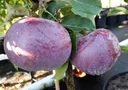 Apfel "Blauer Kölner + Geheimrat Oldenburg" 2 Sorten auf einem Stamm, im 10L-Container