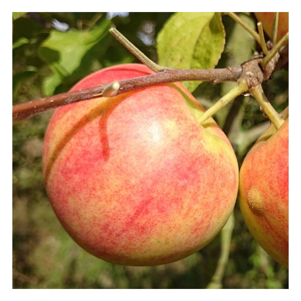 Apfel "Geh. Oldenburg" Busch, im 10L-Container