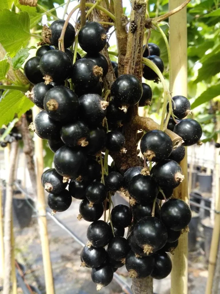 Johannisbeere schwarz "Rosenthals Langtraubige Schwarze" Busch, im 3,5L-Container