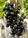 Johannisbeere schwarz "Rosenthals Langtraubige Schwarze" Busch, im 3,5L-Container