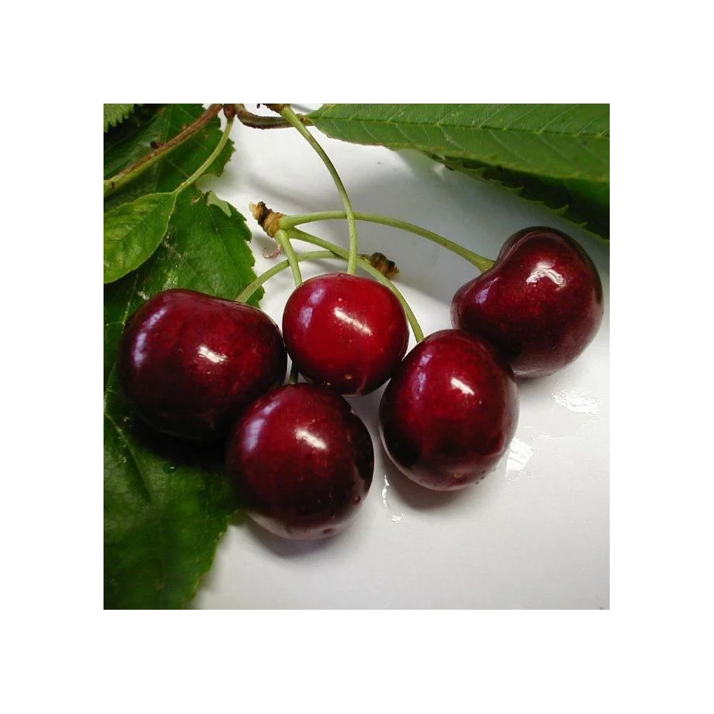 Süßkirsche "Lapins" Halbstamm, im 10L-Container, hohe Platzfestigkeit, mittelhoher Saftgehalt, ausgesprochen süß