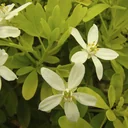 Orangenblume Brica - Choisya ternata - 7 L Topf 40-60 cm ""