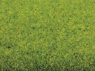 Grasmatte Frühlingswiese 200 x 100 cm