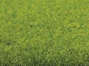 Grasmatte Frühlingswiese 200 x 100 cm