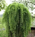 Japanische Hänge-Lärche Larix kaempferi Stiff Weeper - 20 L Topf Stamm 150 cm