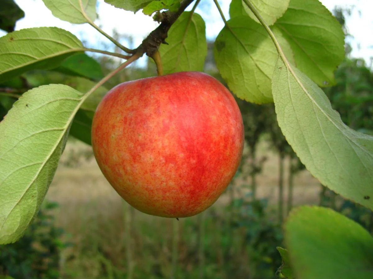 Apfel "Cox Orange" Busch, im 10L-Container