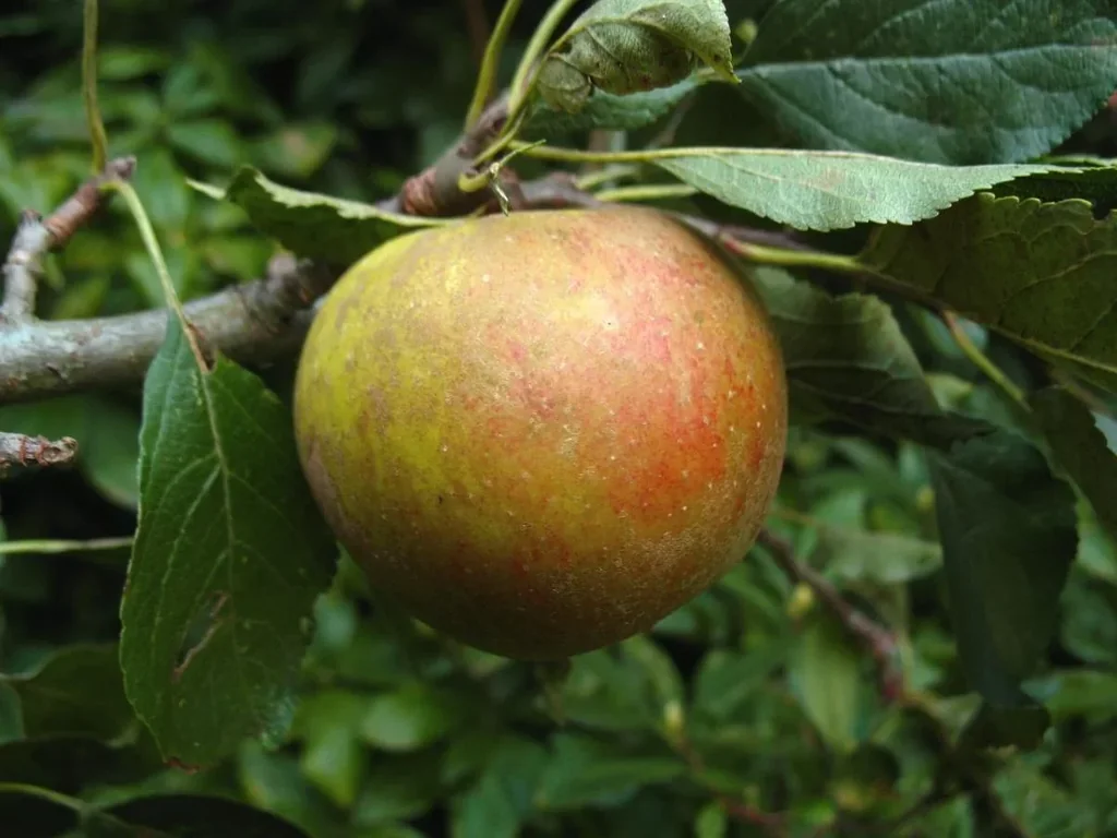 Apfel "Holsteiner Cox" Spindelbusch, im 5L-Container