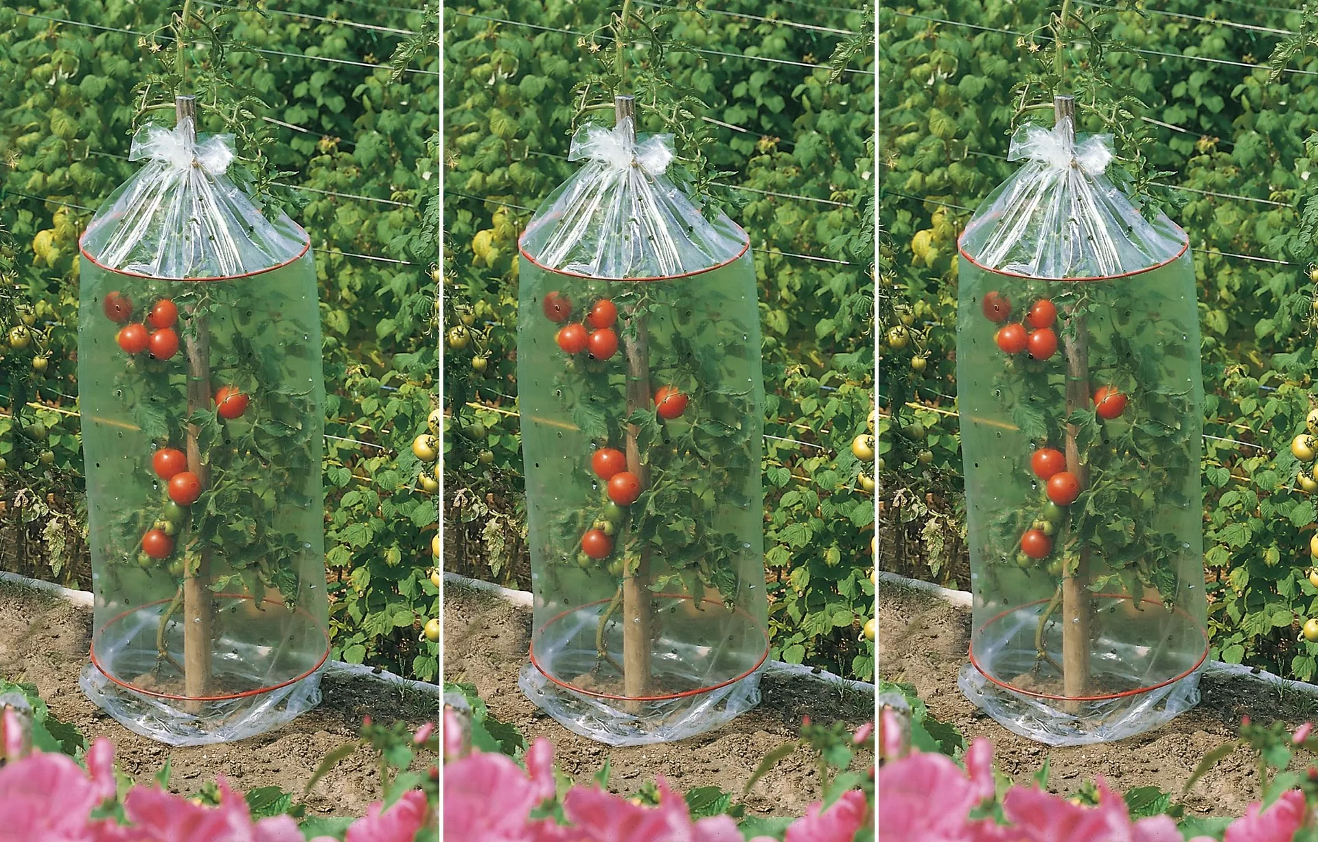 Tomaten Schutzhauben 3 x 3er Set