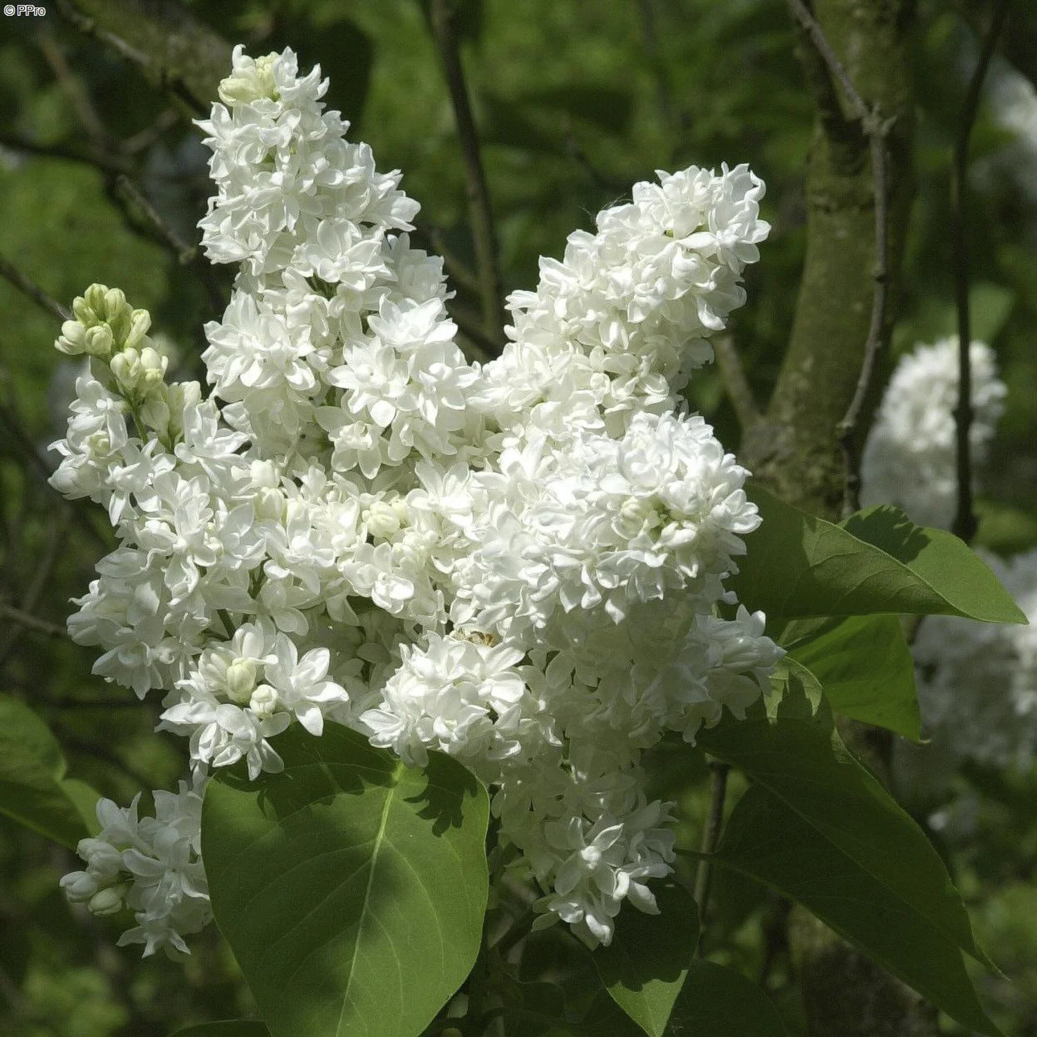Edelflieder Mme Lemoine - Syringa vulg. - Solitär mit Ballen 150-175 cm