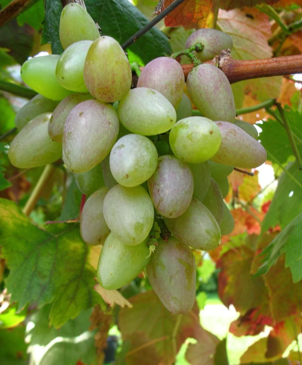 Weinrebe "Suffolk Red", 5L-Container