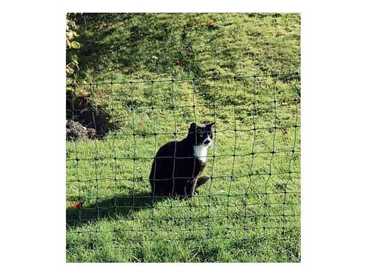 Euro-Netz für Katzen 75/1 25m